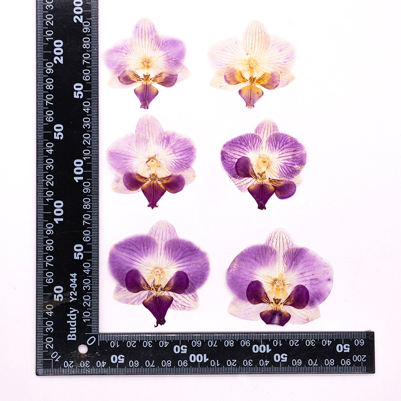 Dried Flower Bulk - 4 Piezas de Cabezas de Orquídeas