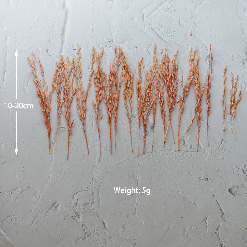 5g/Broomcorn teñido flores nat - Dried Flower Bulk reseña y precio