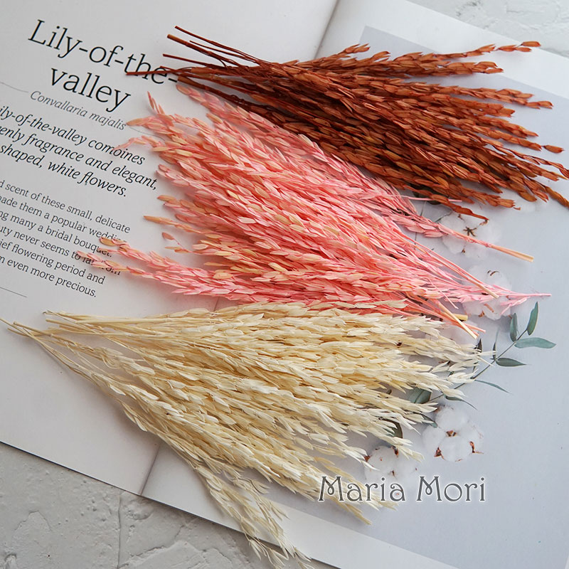 5g/Broomcorn teñido flores nat - Dried Flower Bulk reseña y precio